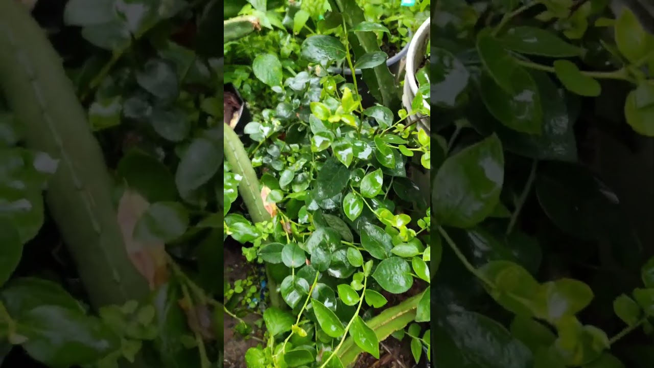 Arándanos listo para trasplante,  en busca de envases. 