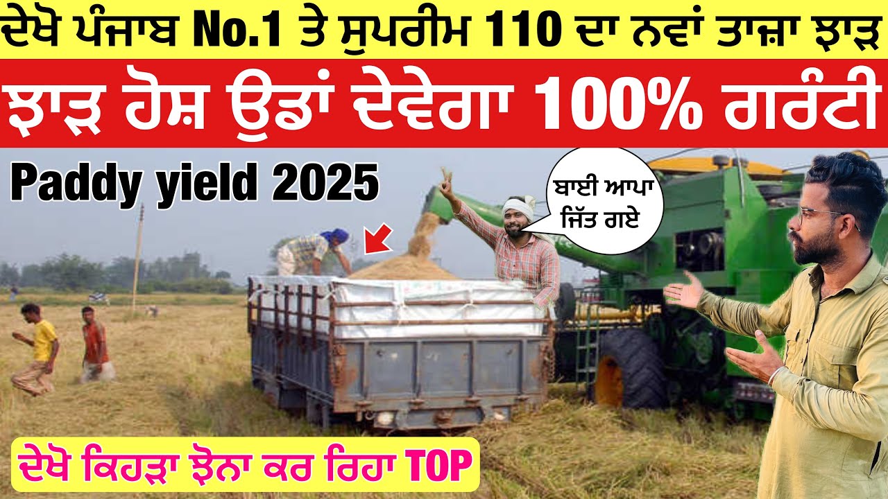 ਦੇਖੋ ਪੰਜਾਬ No.1 ਤੇ ਸੁਪਰੀਮ 110 ਦਾ ਨਵਾਂ ਤਾਜ਼ਾ ਝਾੜ ਕੀ ਆ ਰਿਹਾ ਕਿਹੜੀ ਜਾ ਰਹੀ ਹੈ ਅੱਗੇ | new paddy yield 2025