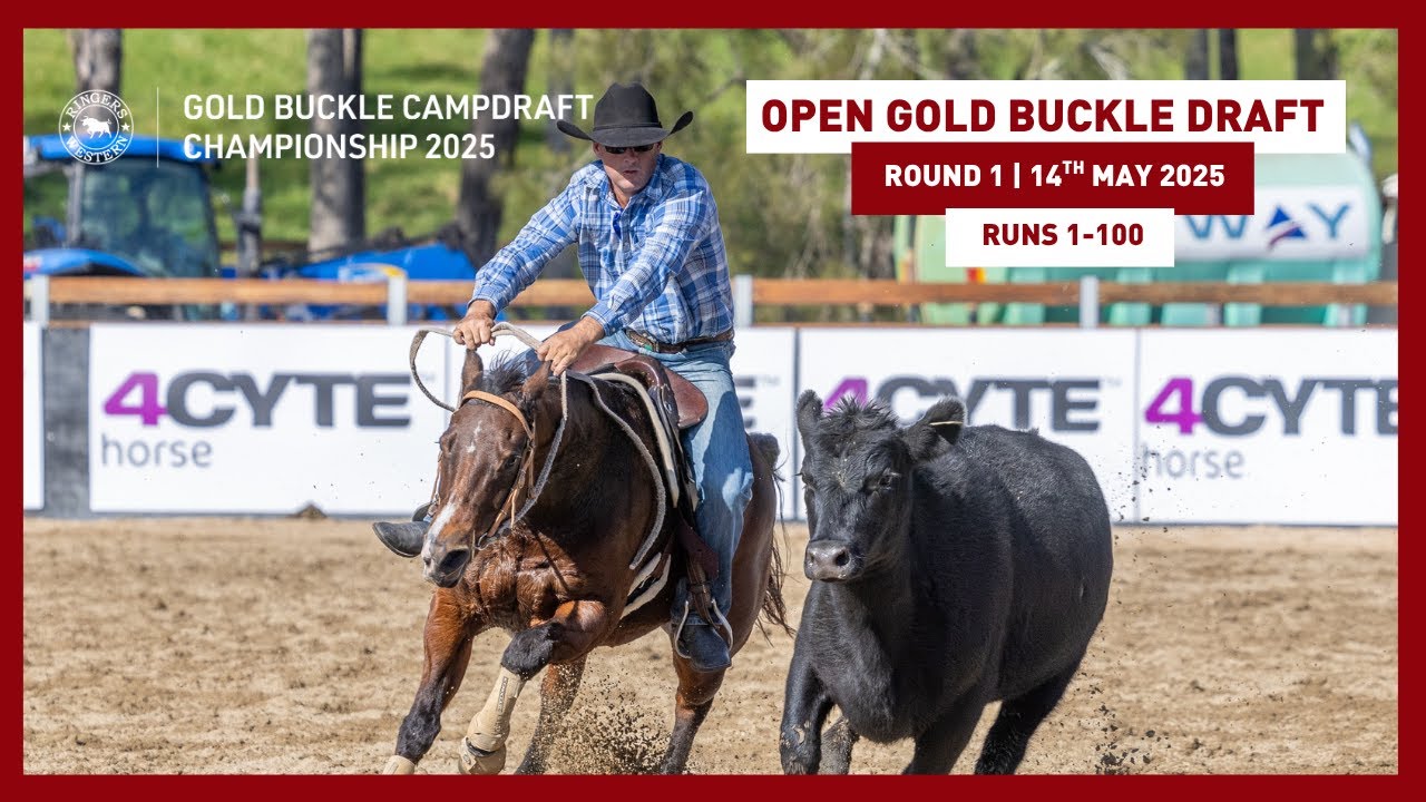 Open Gold Buckle Draft Round 1|Runs 1–100 | 2025 Ringers Western Gold Buckle Campdraft Championship
