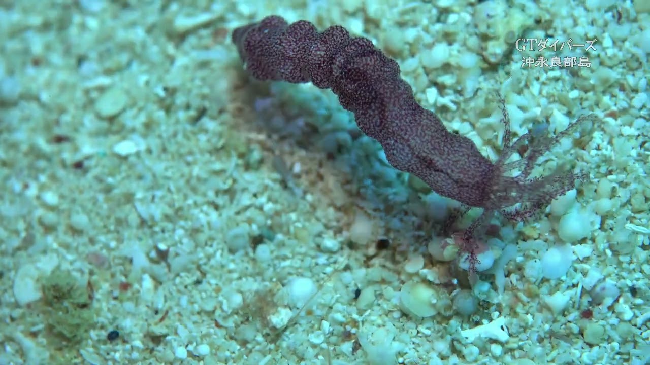 【沖永良部島】イカリナマコ科　Polyplectana属の一種