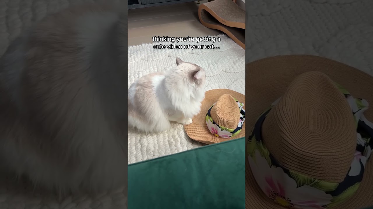 Long haired cat problems 🫣 #ragdoll #catlover #cat