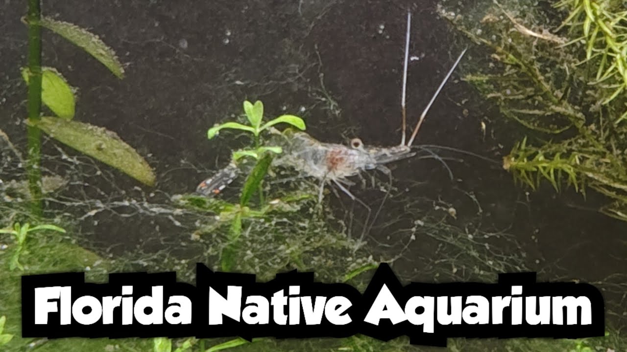 Adding Ghost Shrimp to My Aquarium | Florida Native Aquarium 