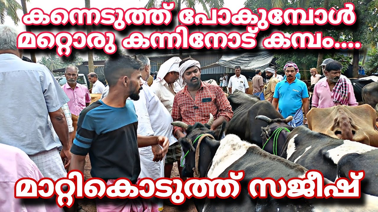 കന്നെടുത്ത്  പോകുമ്പോൾ മറ്റൊരു കന്നിനോട് കമ്പം.. മാറ്റിക്കൊടുത്ത് സജീഷ്...@ചട്ടിപ്പറമ്പ 