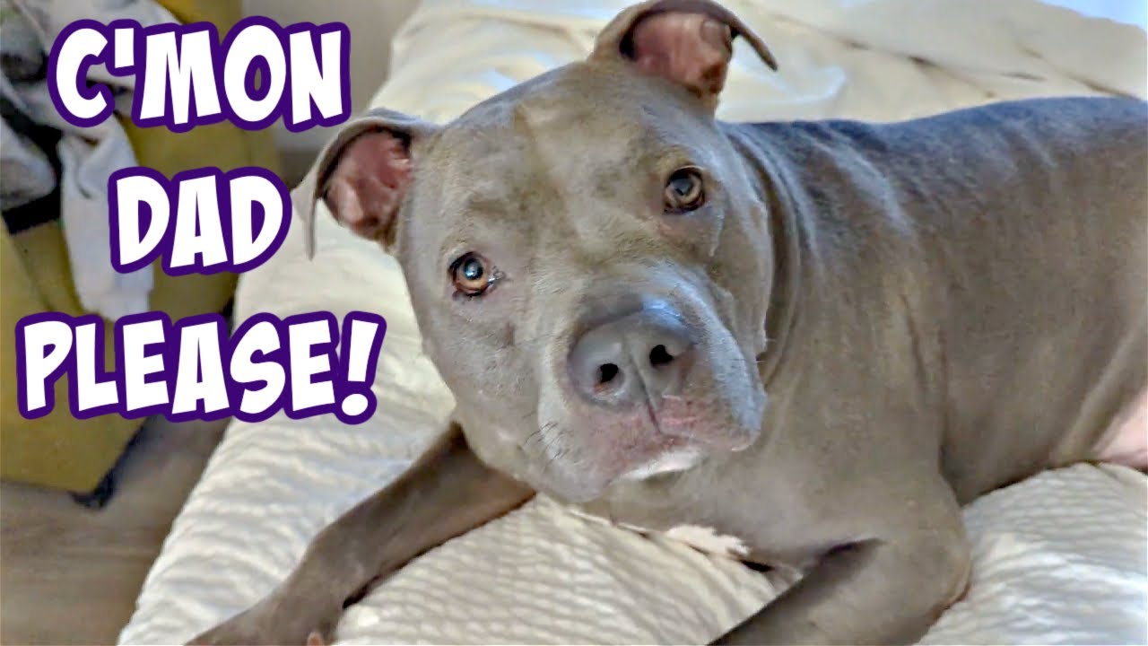 Talking Pitbull Gets In Trouble.Dog Argues His Way Out Of It!