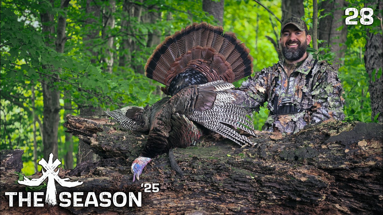 BIG SPURRED GOBBLER KNOWS BETTER... ALMOST - TURKEY HUNTING WISE OLD GOBBLERS