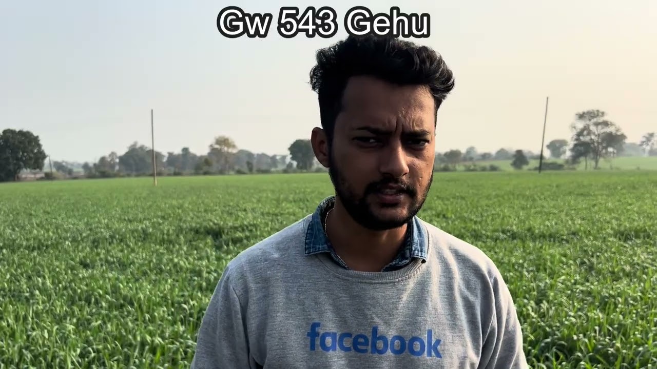 gw 543 गेहूं में उत्पादन पैदावार बढ़ाने हेतु ये करे|गेहूँ की खेती करने वाले जरूर देखे|gehu ki kheti