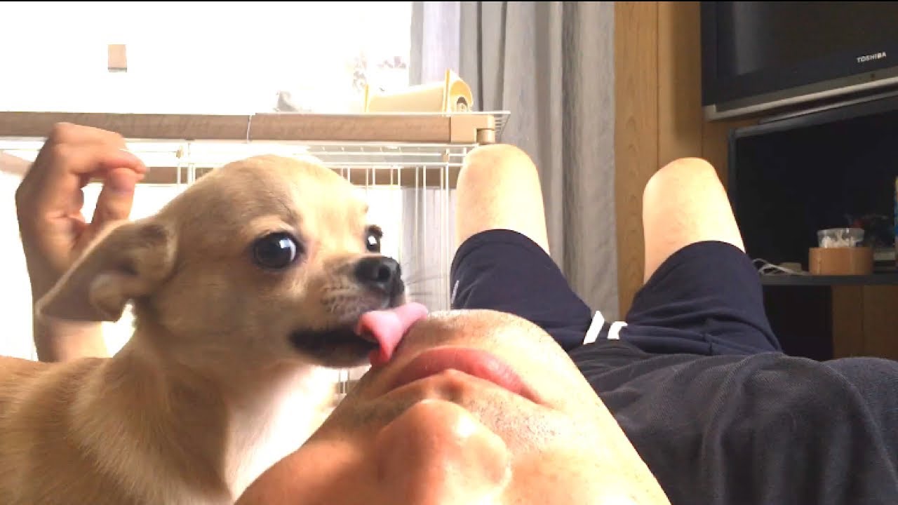 飼い主の鼻の穴が大好きなチワワ