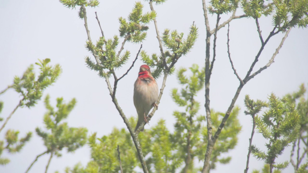 Common Rosefinch in Song