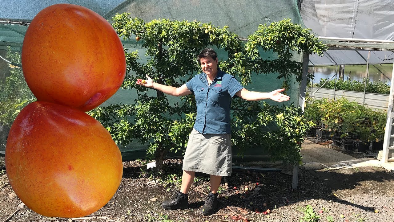 Protecting Dwarf Plum Trees from Fruit Fly - Using Simple tools (Gulf Gold)