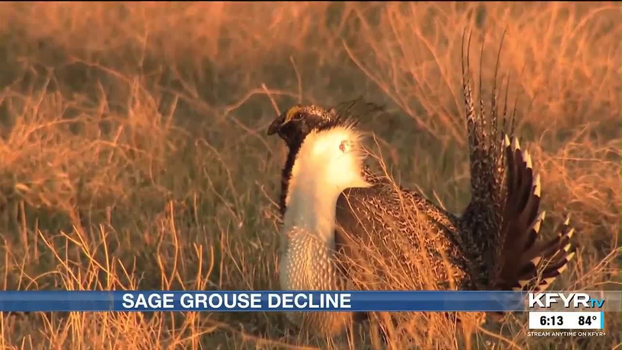 Greater sage grouse population numbers on the brink