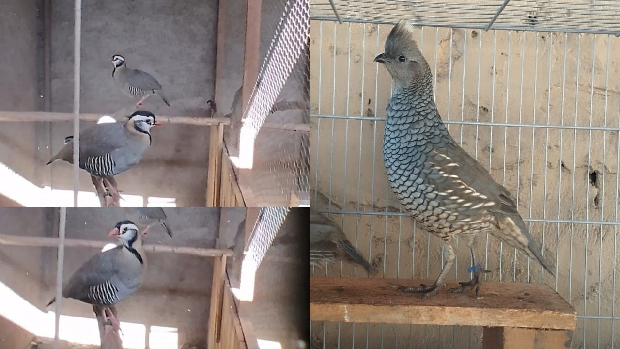 Buscamos novas aves para o criatório.