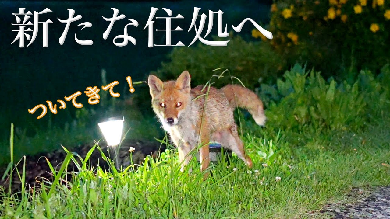 キツネの住処へ案内された夜 2025