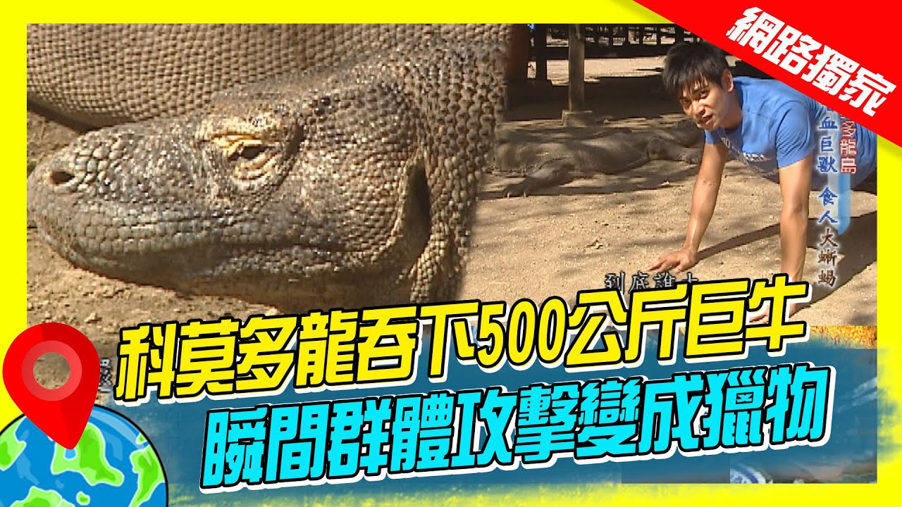 【印尼】科莫多龍吞下500公斤巨牛 零距離接觸瞬間群體攻擊變成獵物 ｜《世界第一等》376集濃縮精華版 #世界該去哪