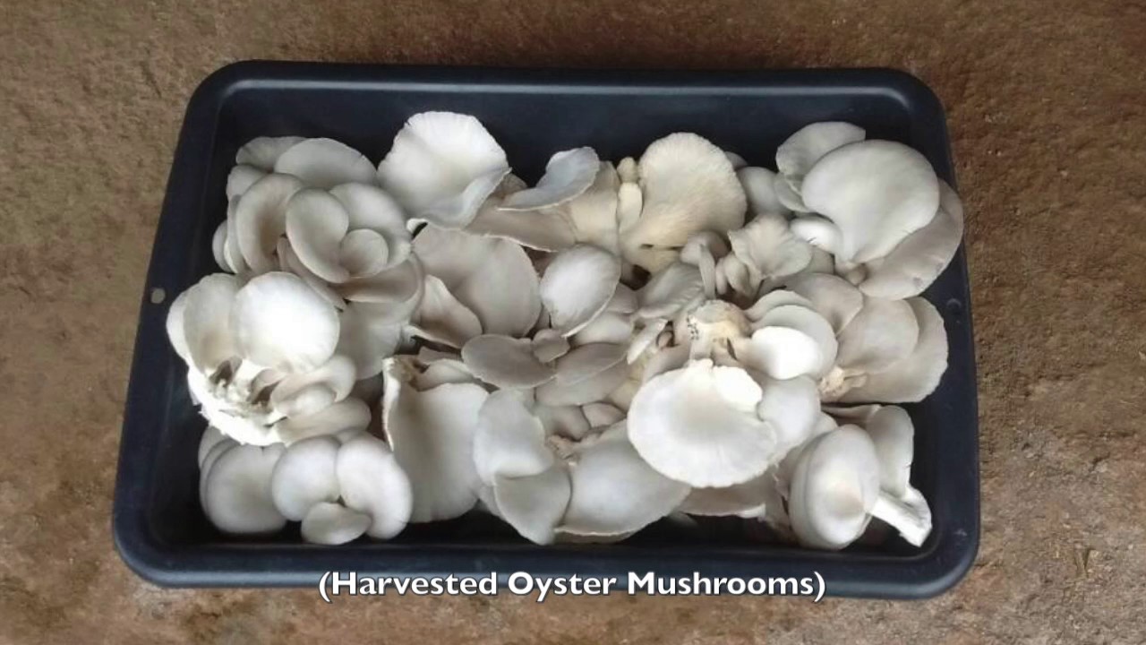 Mushroom Production in North-West Cameroon