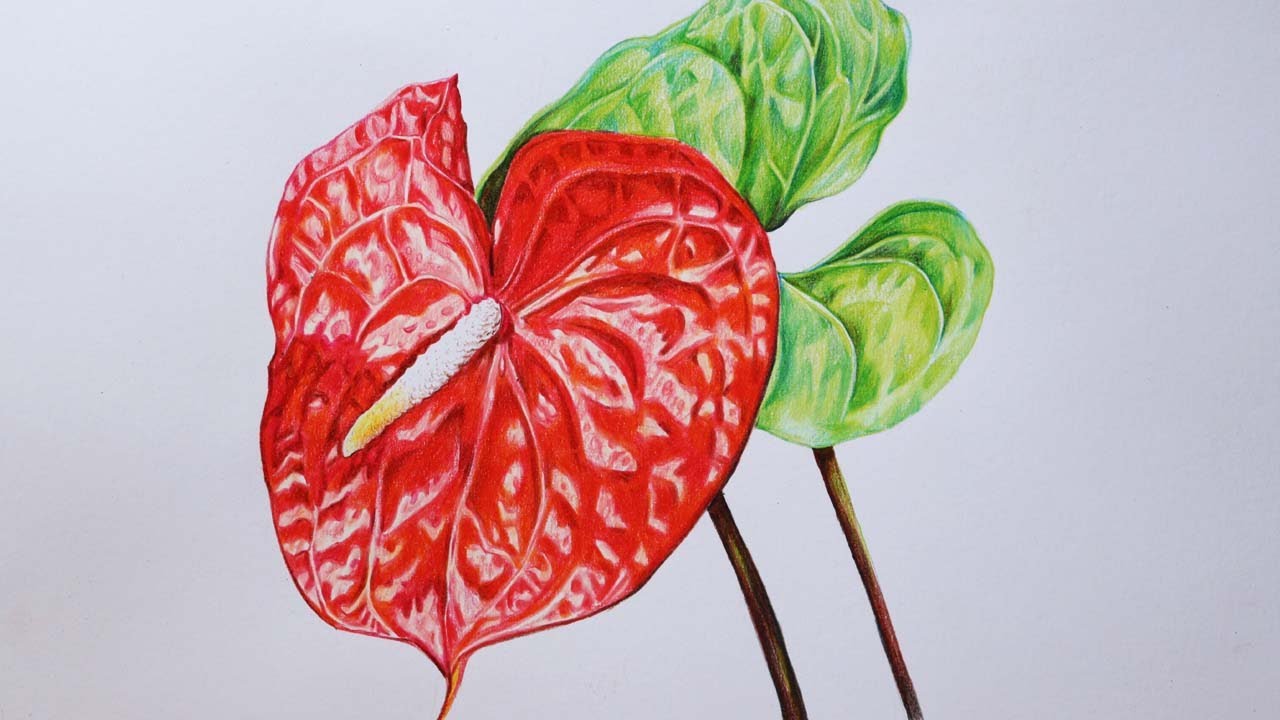 Anthuriam Flower Drawing in Color Pencils | Flower Drawing