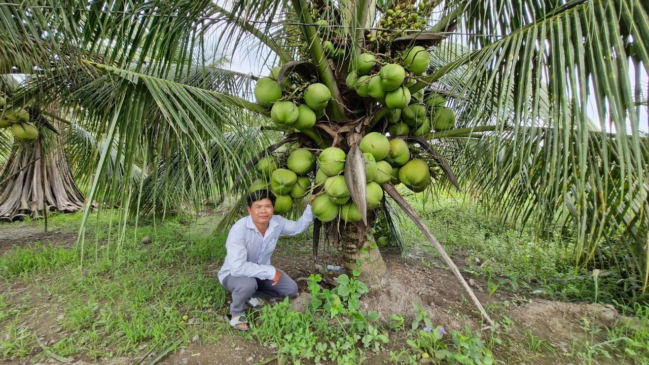 Vườn dừa cây lùn trái to[dwart coconut garden with big fruit]vang garden