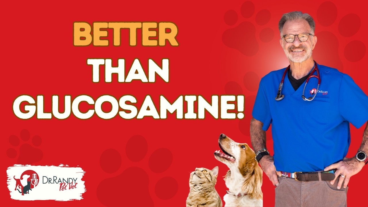 4 Ways to Help Your Senior Dog Walk Better Pain Relief