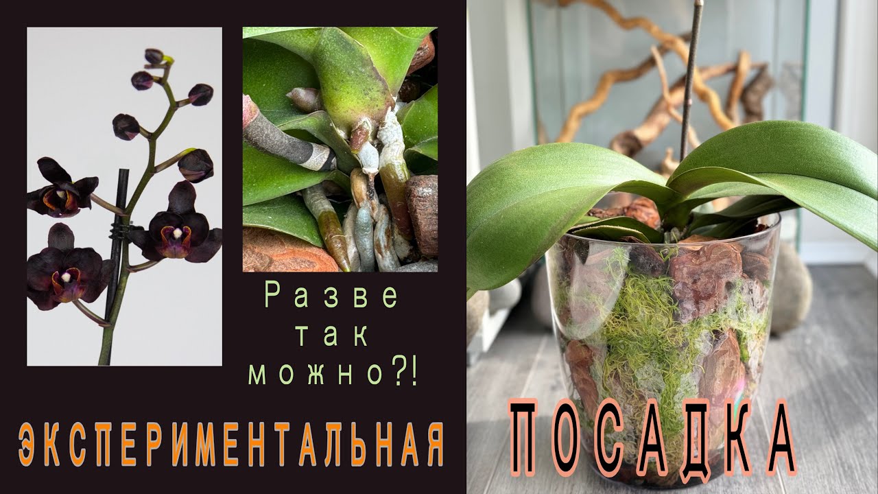 ТорфСтакан оставила в НОВОЙ посадке фаленопсиса😱