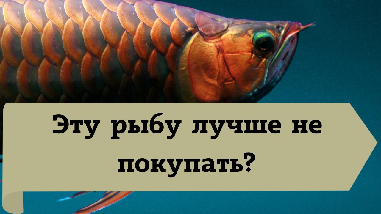 Эту рыбу лучше не покупать: 5 видов, которые могут навредить здоровью