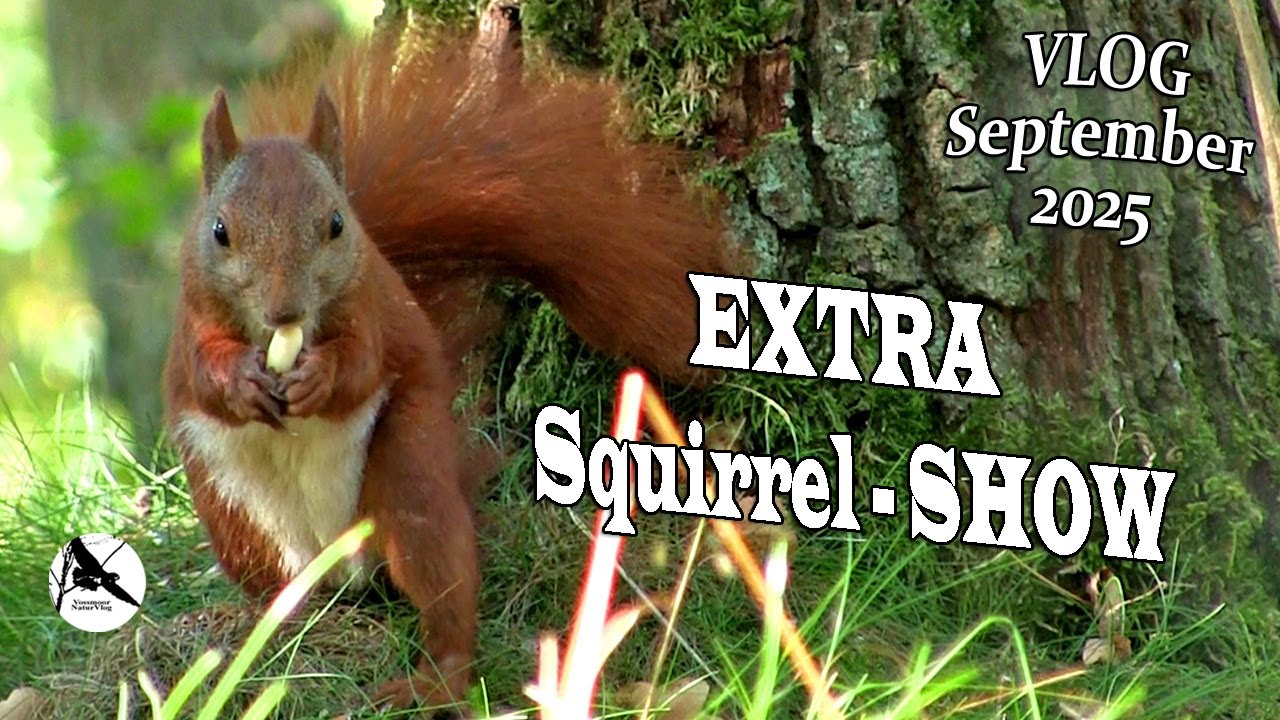 Fast ein Eichhörnchen - Movie / Nature, Crows & Wildlife Vlog September 2025