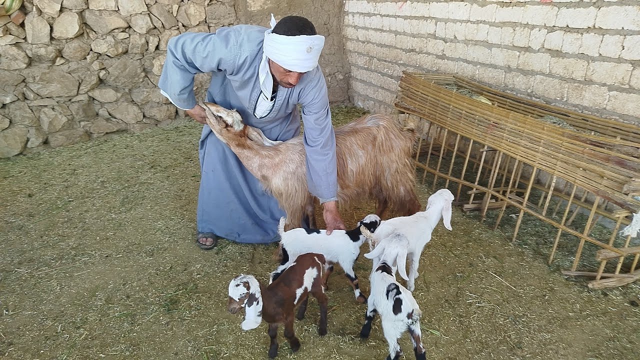 اتفرج علي اجمل معزة تحتها اربع توائم سلالات عاليه (٠١١٥٧٧٩٠٦٠١)