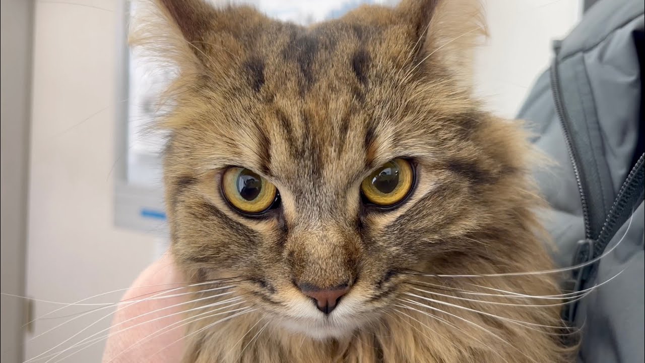 Maple hates going to vet