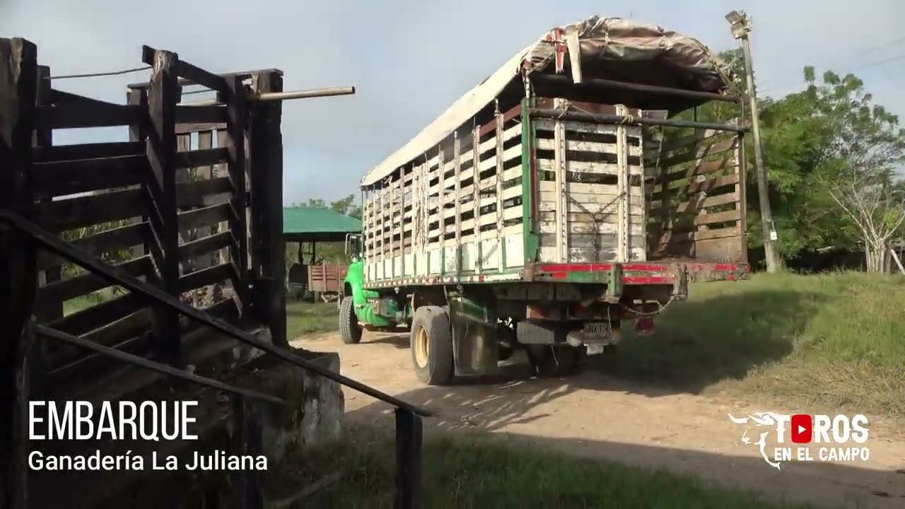EMBARQUE DE LOS TOROS en la Ganaderia La Juliana