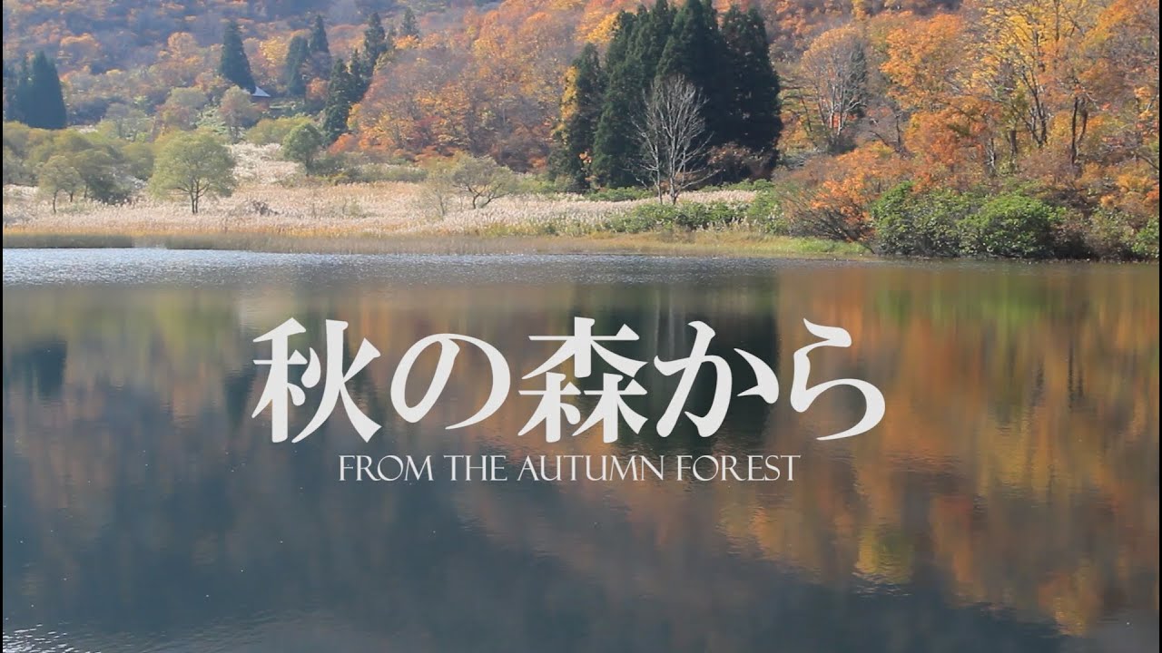秋の森から【いがりまさし映像詩シリーズvol.5】