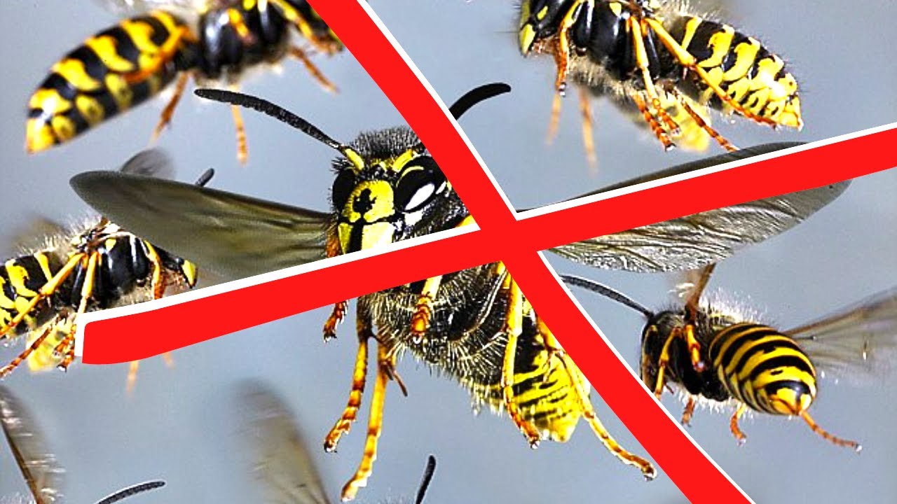 How to quickly trap 1000s of YELLOW JACKETS/WASPS. Keep them off your Hummingbird Feeders.