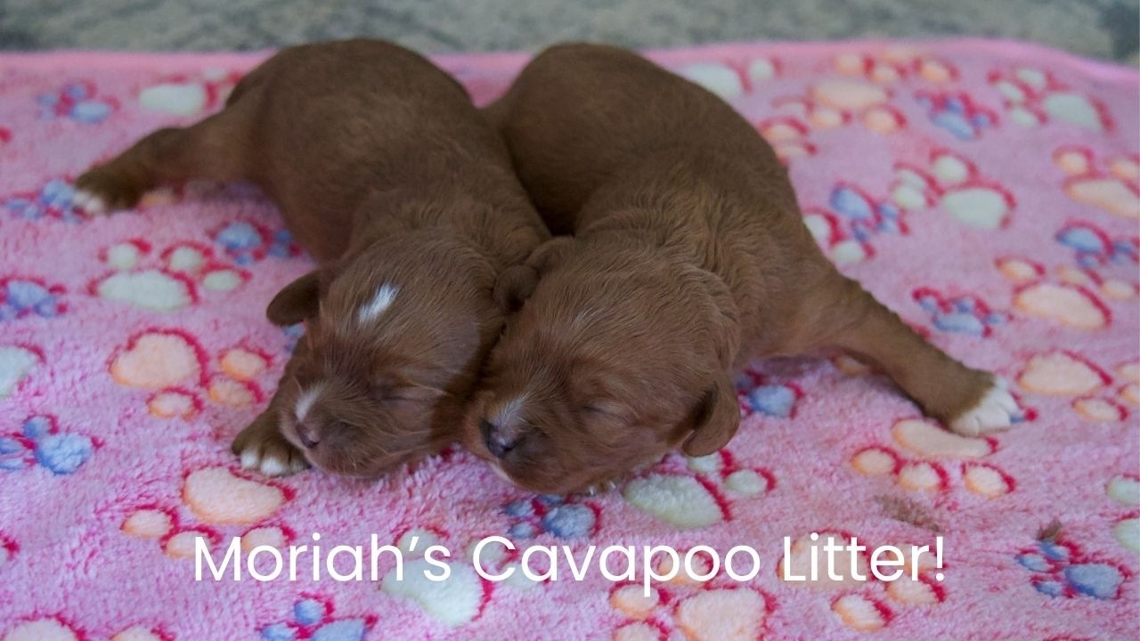 Mariah's Cavapoo Litter Reveal!