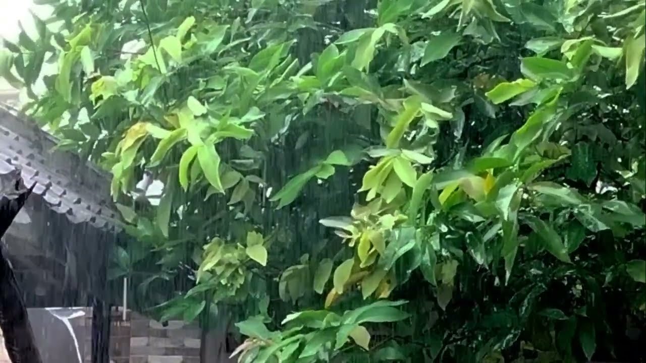 Brain and heart Therapy with the soothing sound of rain 
