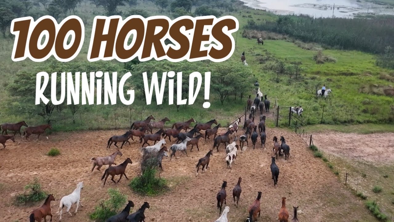 GALLOPING WITH 100 WILD HORSES | Africa Horse Safari