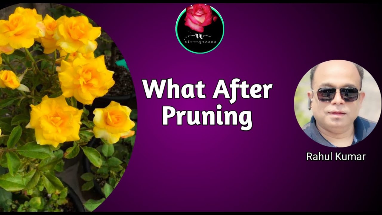 प्रूनिंग के बाद की महत्वपूर्ण जानकारी / Important informations and Treatment after Pruning of Roses