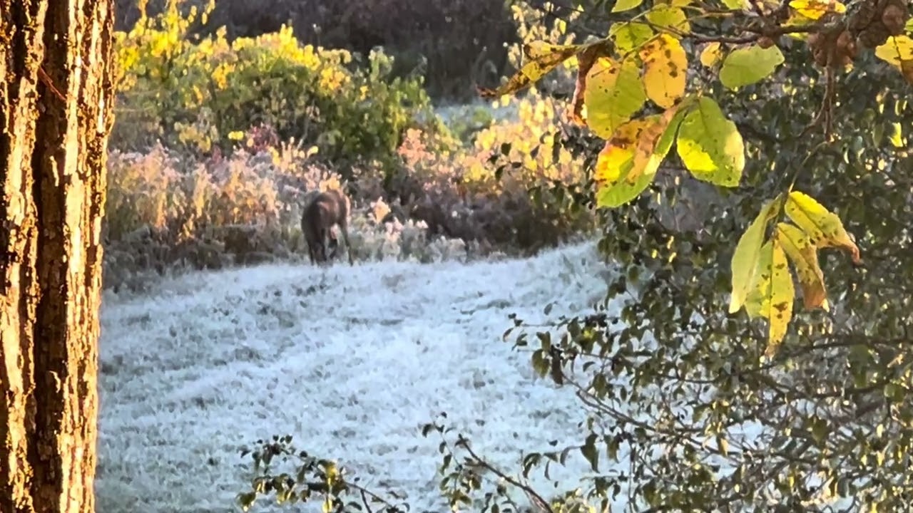 Spike horn following a doe!!!!!