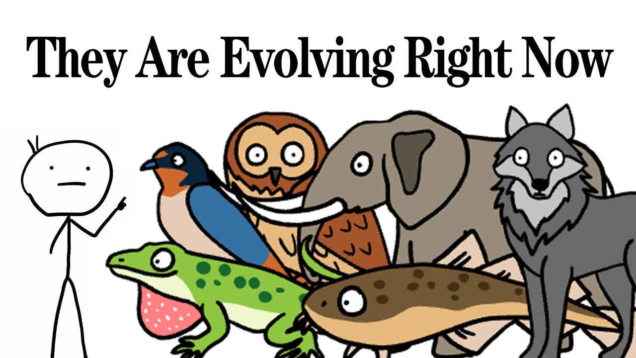 Some Species That Are Evolving Right Now! Animal Facts