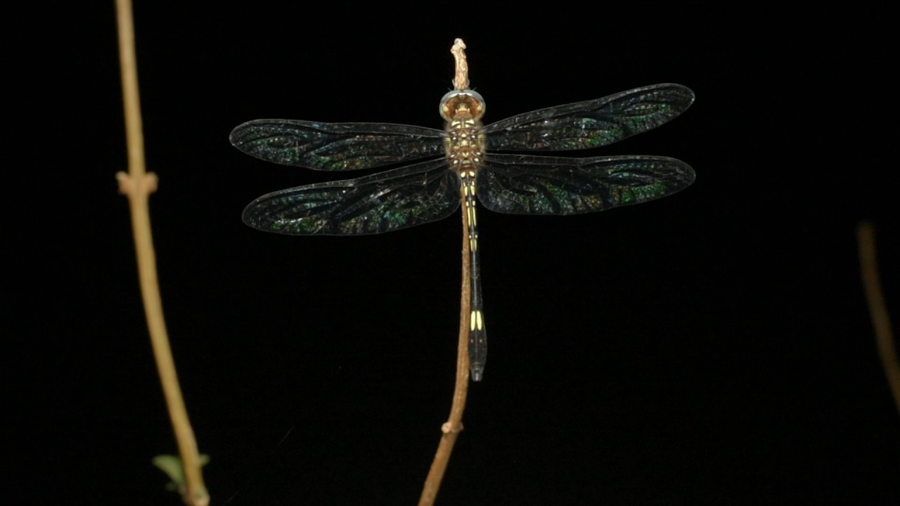 Tropical Dragonfly at Night | Grooming and Flight Behavior