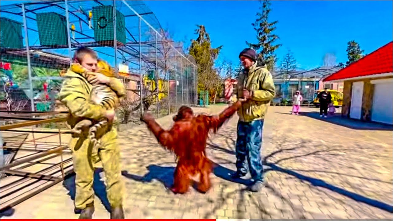 Орангутан Дана НЕРВНИЧАЕТ, когда не видит своего тигрёнка!