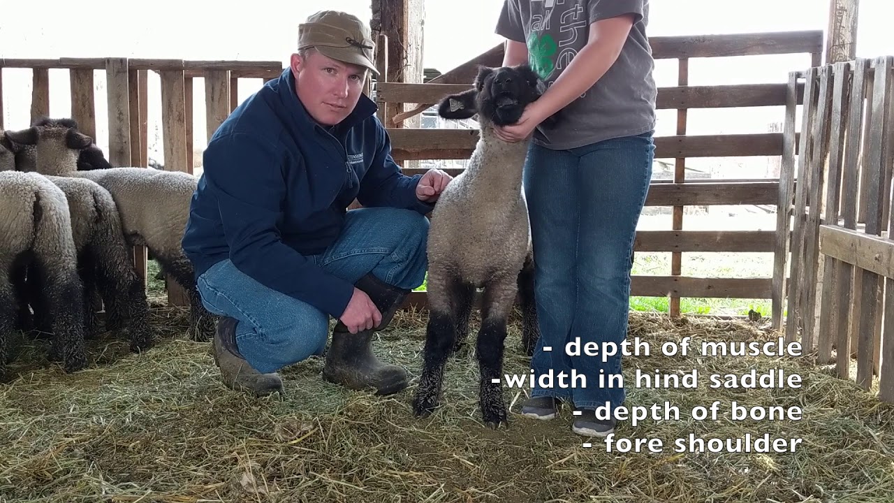 Market Lamb Selection