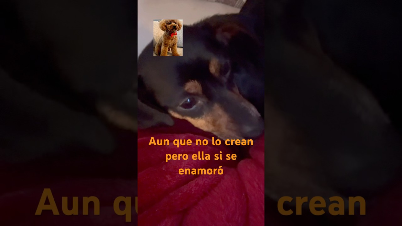 Las cosas que pasan en vida real  y  tambié en los animalitos. 🥰amor perruño.