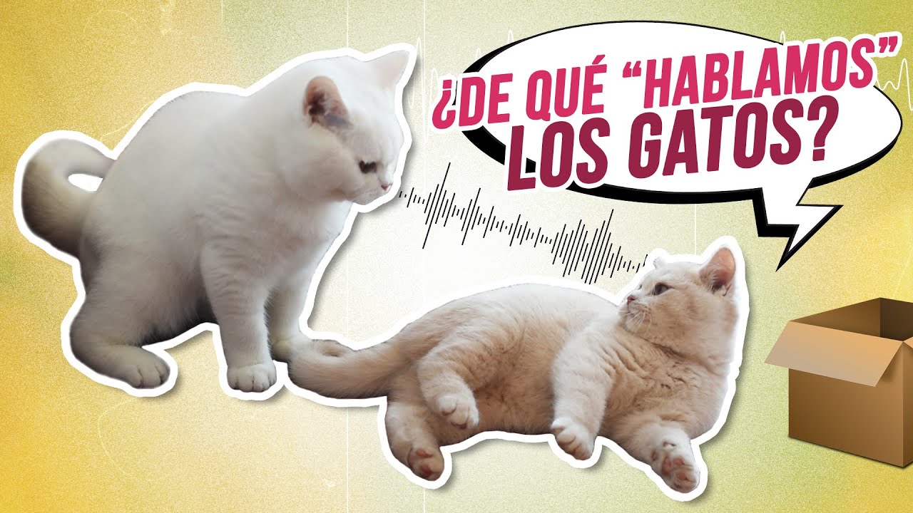 3 FORMAS de COMUNICACI&Oacute;N entre GATOS 😺😸 para cooperar y conseguir cosas | Historia de Bibbi y Lisa 💔