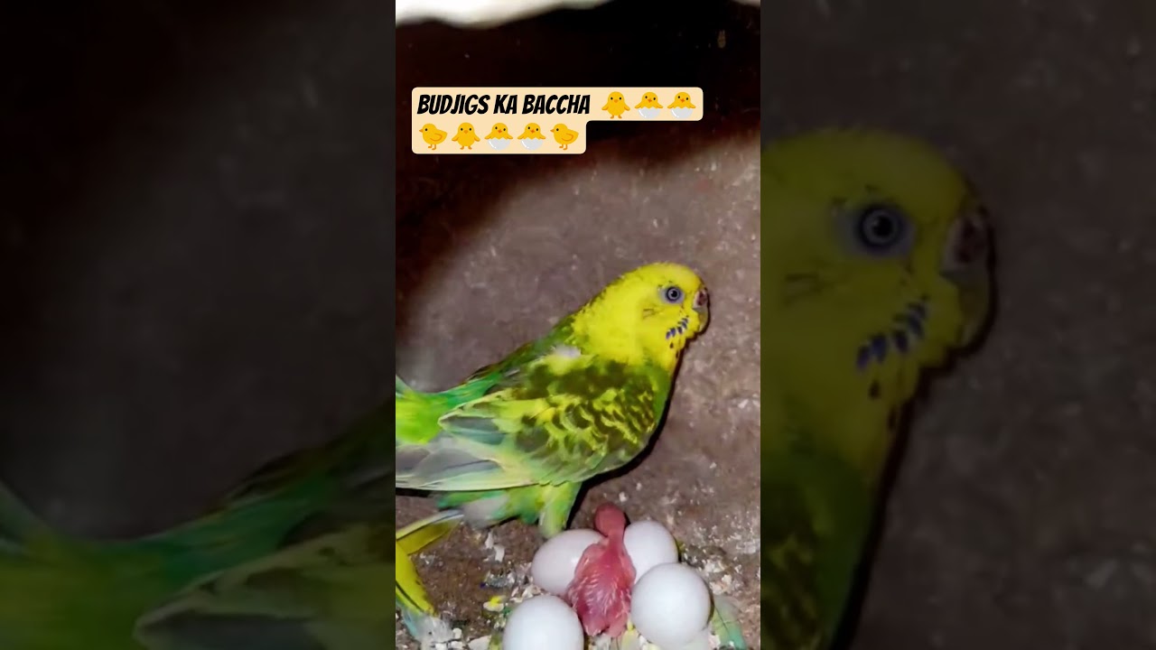 Budjigs k chote chote bacche  🐥🐣🐣🐤🐥 ((( Budjigs Breeding ))) #shots #budgiebreeding #budgie_videos