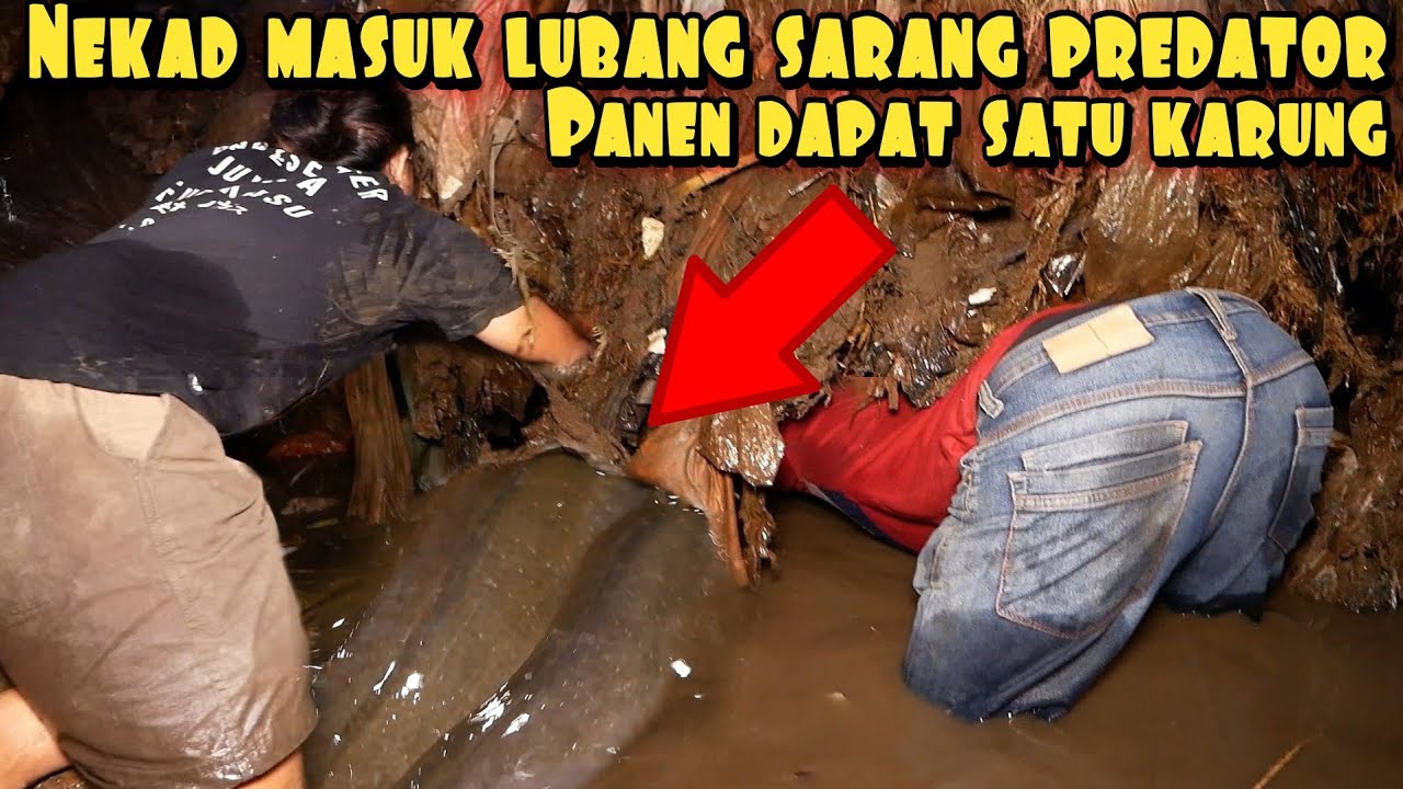 THE REAL TANGAN DEWA NEKAD MASUK LUBANG PREDATOR PANEN IKAN MONSTER