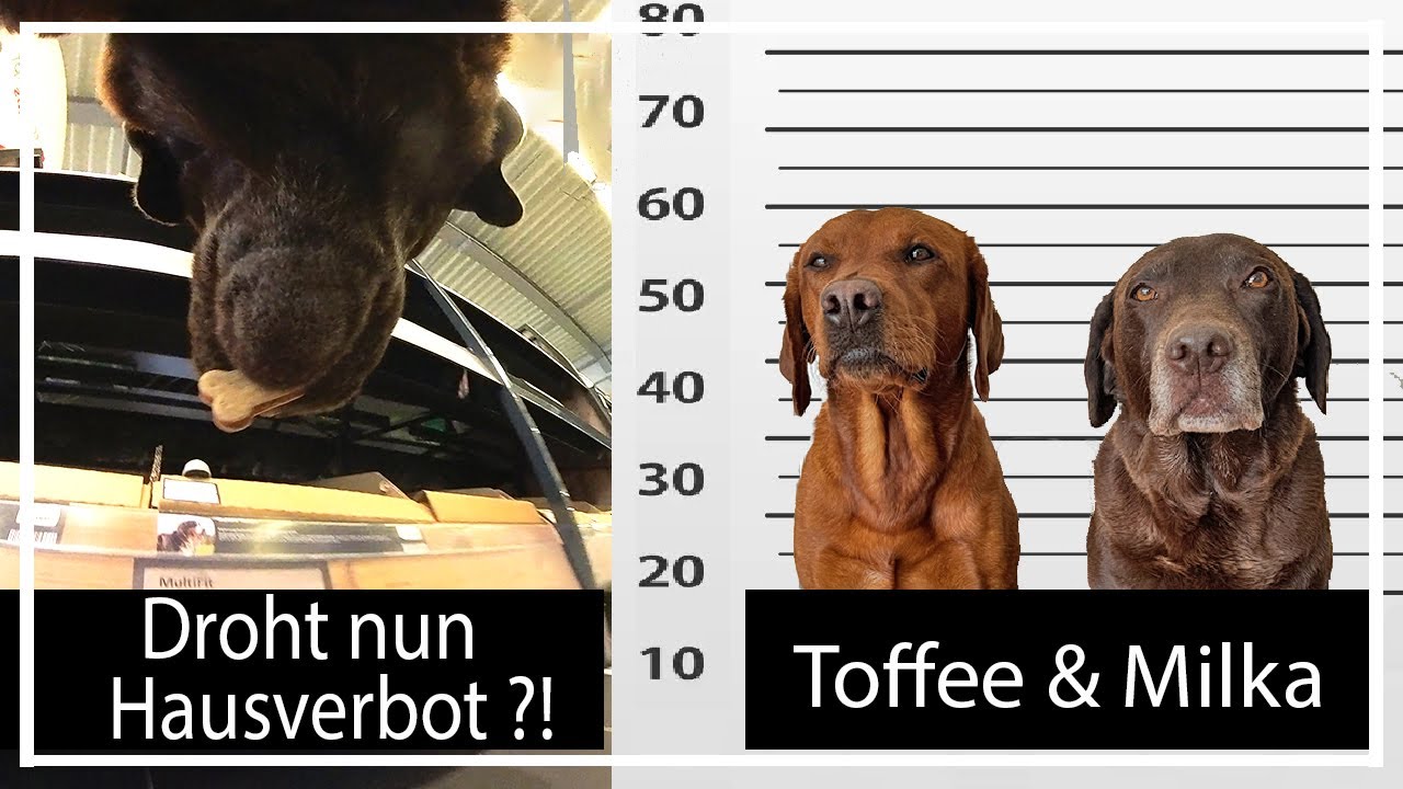 Hausverbot für Milka & Toffee ? | Live Shopping Haul | Chocolate+ Foxred Labrador |  KaroLovesMilka