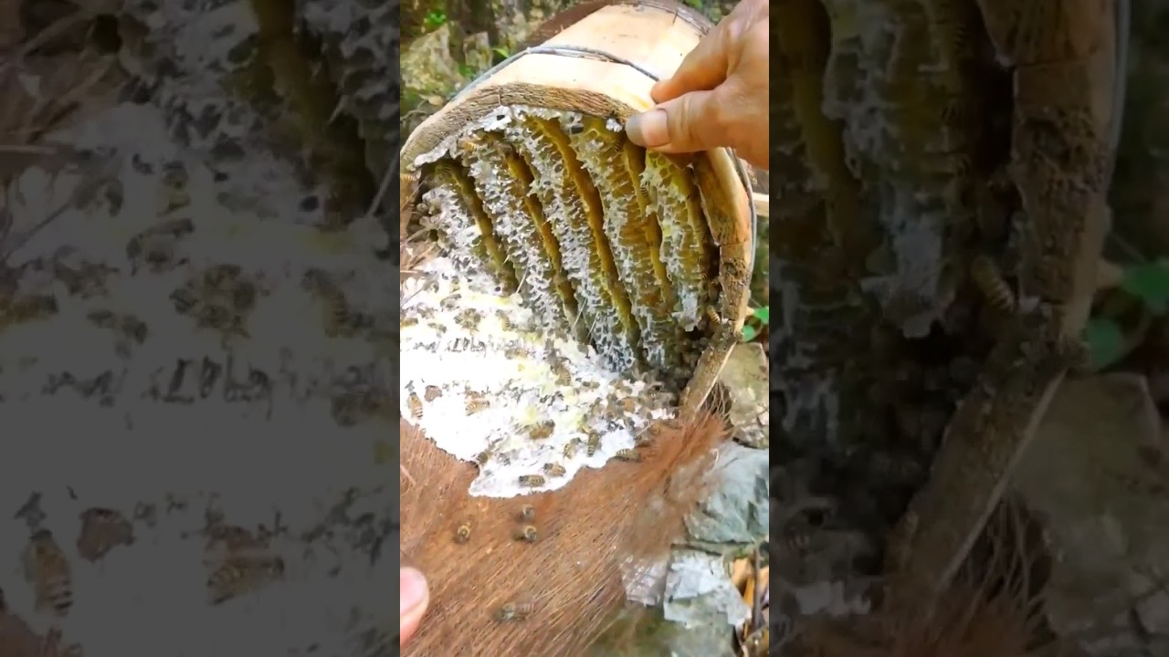 Doğal ve hakiki karakovan balı b&ouml;yle mi oluyor?