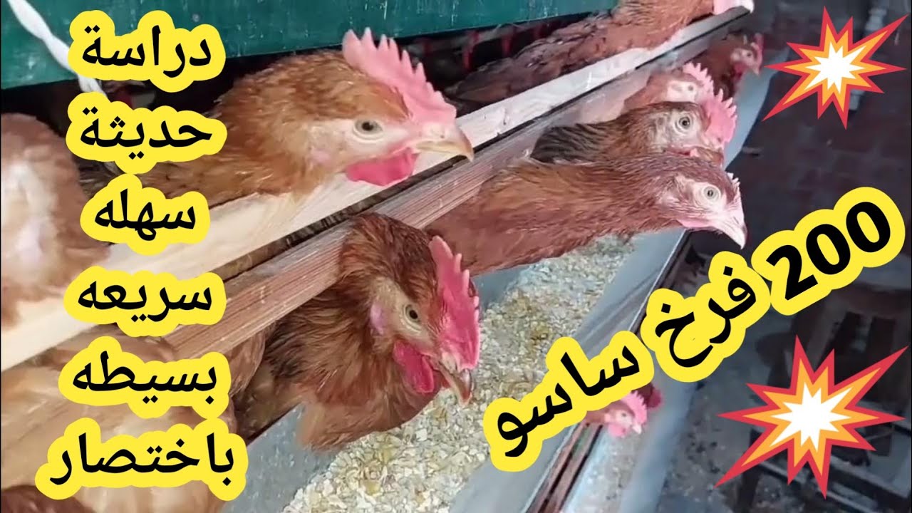 #دراسة جدوى حديثة وباختصار عن مشروع تربية ٢٠٠ فرخه ساسو #تربية الدواجن #ارباح عاليه