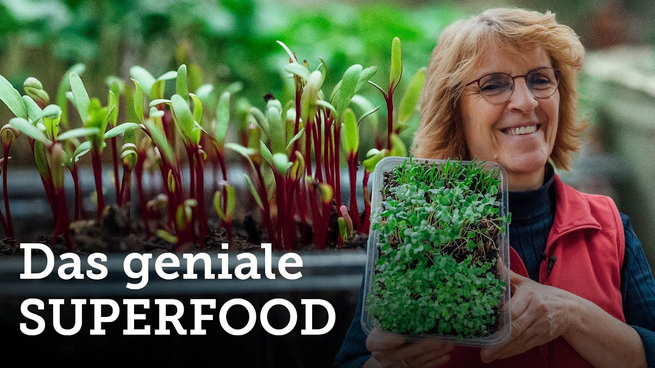 Microgreens anbauen: Gärtnern ohne Garten/für Jedermann im Haus machbar