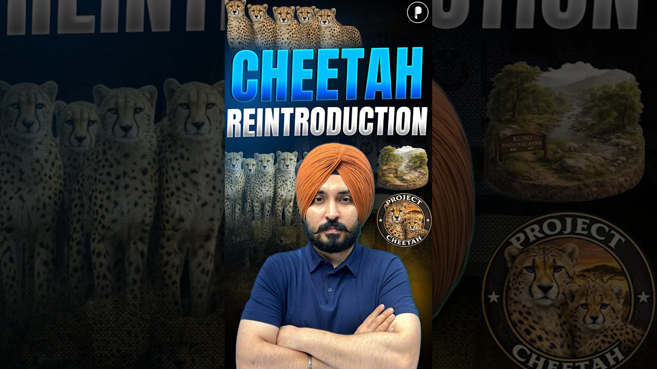 Cheetah Reintroduction Project in India: Everything You Need to Know