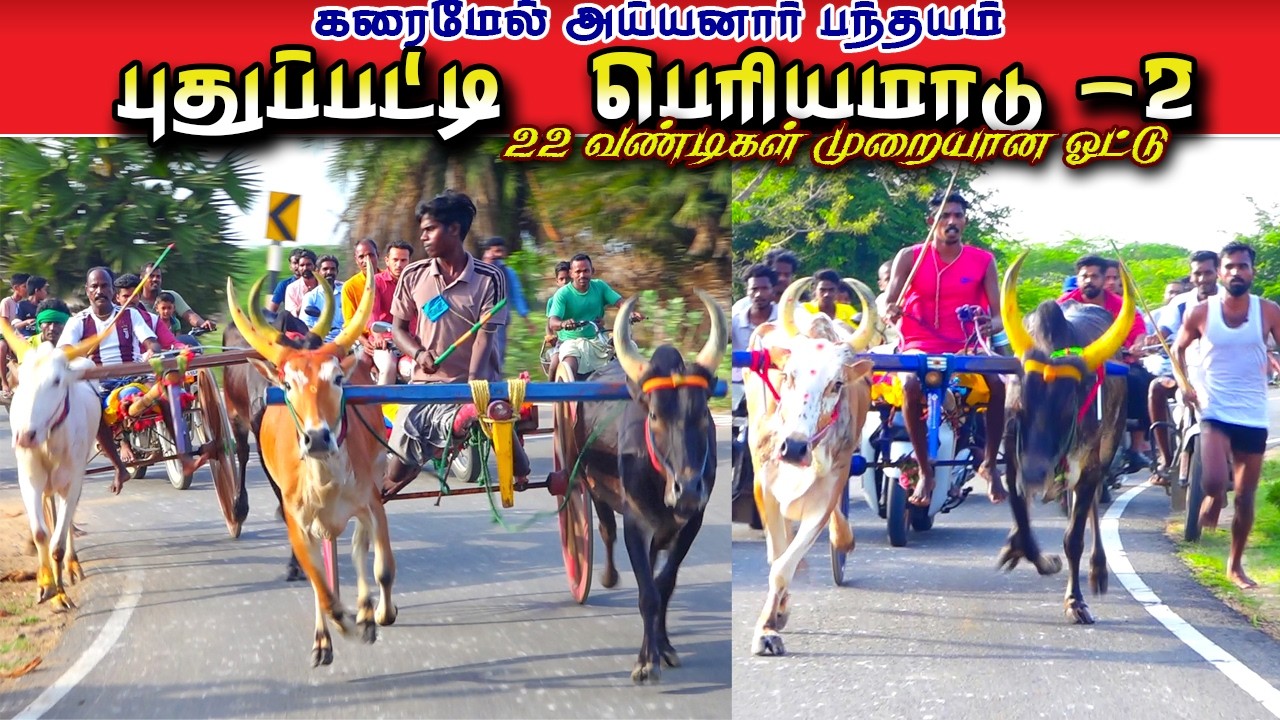 புதுப்பட்டி பெரியமாடு-2 பந்தயம் 14 April 2026 #krish_studio_kattumavadi