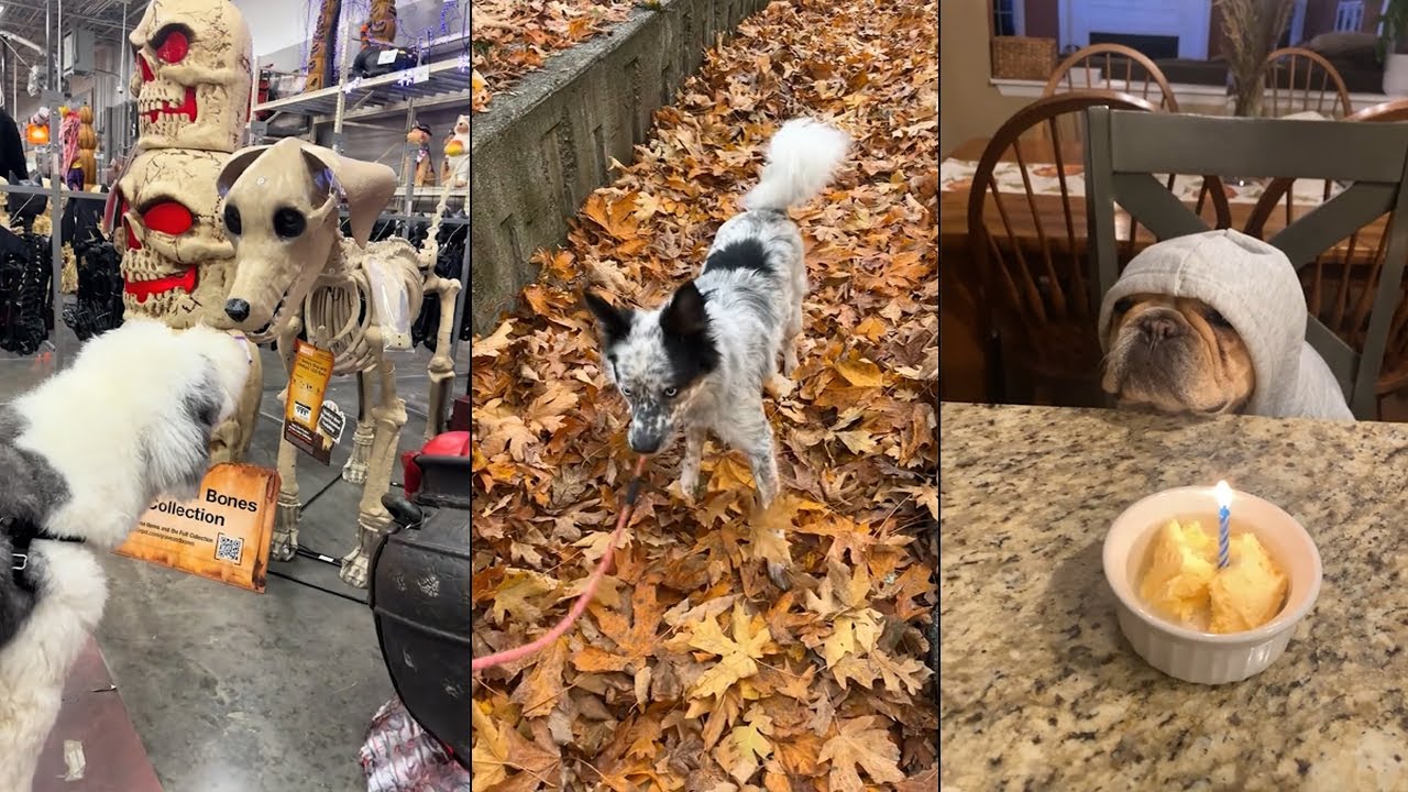 Dogs Doing Funny Things 😂 Best of January 2025