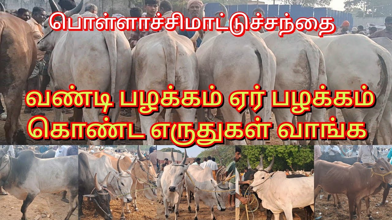 பொள்ளாச்சி மாட்டுச்சந்தை|வண்டிப் பழக்கம் ஏர் பழக்கத்துடன் காங்கேயம் காலையில் கன்று வாங்க#bull #cow